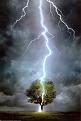 Clicca sull'immagine per ingrandirla. 

Nome:   Lightning-Striking-Tree-Posters.jpg 
Visite: 329 
Dimensione: 28.8 KB 
ID: 89024