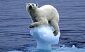 Clicca sull'immagine per ingrandirla. 

Nome:   polar-bear-.JPG 
Visite: 287 
Dimensione: 37.1 KB 
ID: 94702