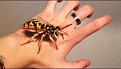 Clicca sull'immagine per ingrandirla. 

Nome:   giant wasp.jpg 
Visite: 266 
Dimensione: 127.4 KB 
ID: 97265